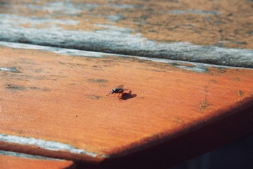 Photo13